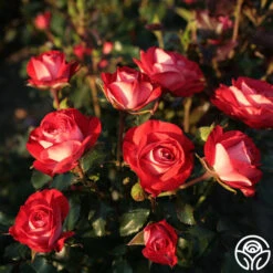 Mandarin Ice® -Lovely Rose Shop mandarin ice 3 1