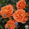Veranda® Mango -Lovely Rose Shop mango veranda 11