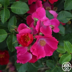 Manhattan Blue -Lovely Rose Shop manhattan blue 2 1 1