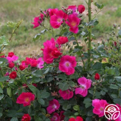 Manhattan Blue -Lovely Rose Shop manhattan blue 3 1 1