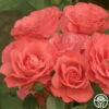 Marmalade Skies™ -Lovely Rose Shop marmalade skies 1 1