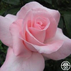 Marylou Whitney -Lovely Rose Shop mary lou whitney 3