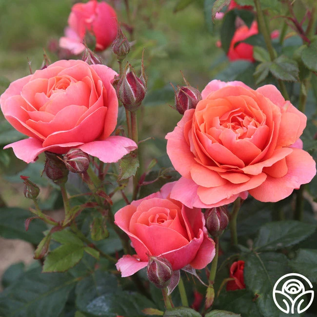 Matchless Mother™ 3 Matchless Mother™