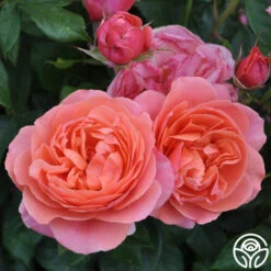 Matchless Mother™ 14 Matchless Mother™ -Lovely Rose Shop matchless mother 3 1