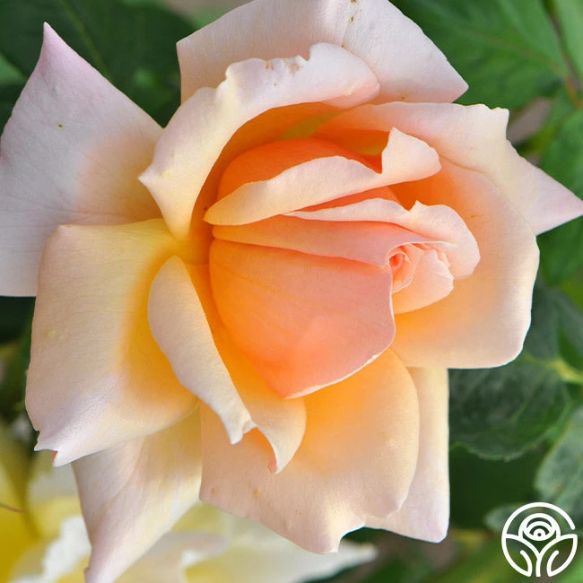 Medallion® 4 Medallion® - Image 2