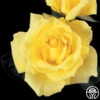 Mellow Yellow -Lovely Rose Shop mellow yellow 3 8