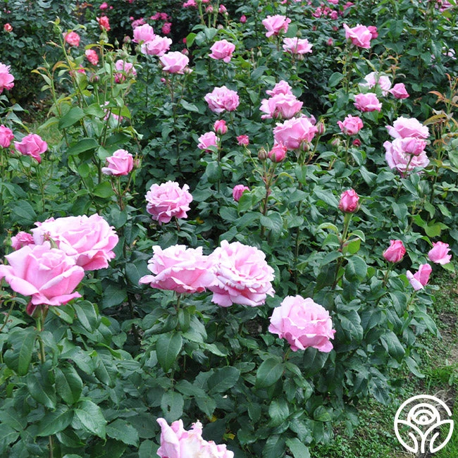 Memorial Day™ 10 Memorial Day™ - Image 8