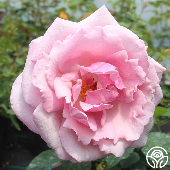 Memorial Day™ 13 Memorial Day™ - Image 11