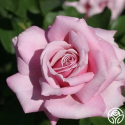 Memorial Day™ 22 Memorial Day™ -Lovely Rose Shop memorial day 8 1