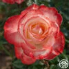 Mercury Rising™ -Lovely Rose Shop mercury rising 1 1