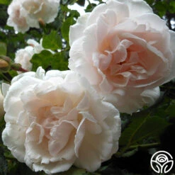 Mme Alfred Carrière -Lovely Rose Shop mme alfred carriere 1