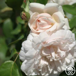 Mme Alfred Carrière -Lovely Rose Shop mme alfred carriere 3