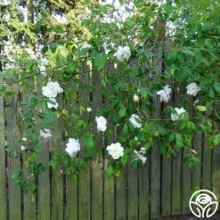 Mme Alfred Carrière -Lovely Rose Shop mme alfred carriere 4