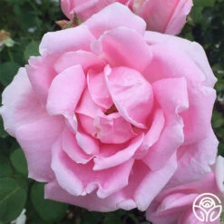 Mme Caroline Testout