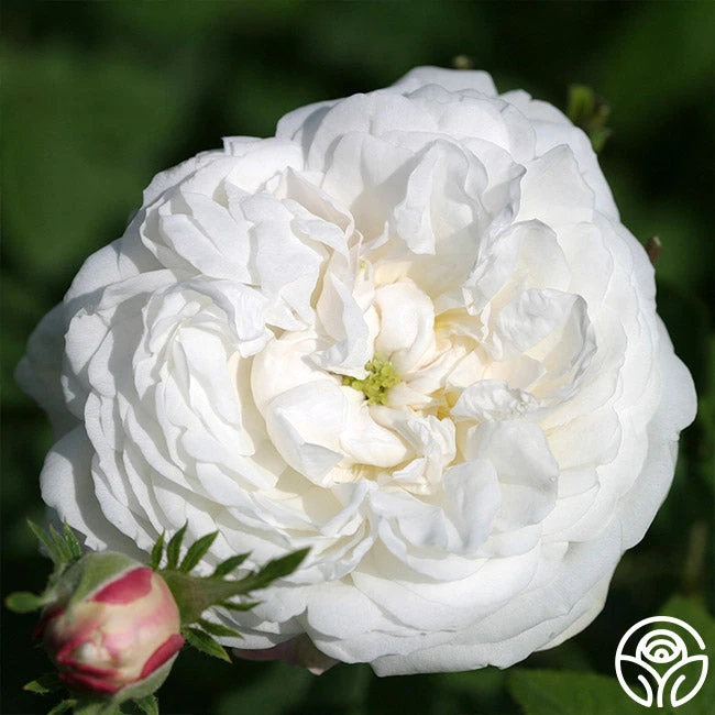 Mme Plantier 4 Mme Plantier - Image 2