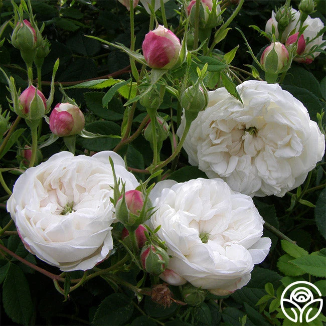 Mme Plantier 5 Mme Plantier - Image 3