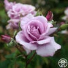 Mme Violet 2 Mme Violet -Lovely Rose Shop mme violet 1 1 2