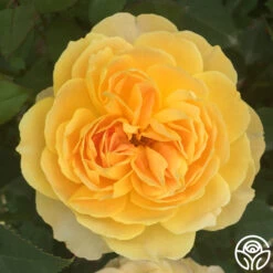 Molineux® -Lovely Rose Shop molinuex 2 1