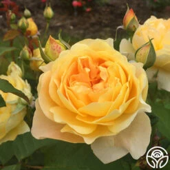 Molineux® -Lovely Rose Shop molinuex 7