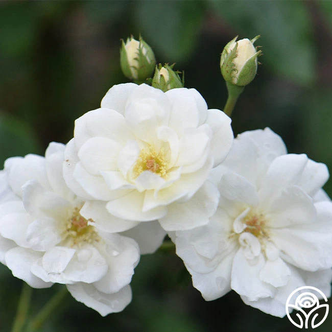 Moonlight 3 Moonlight