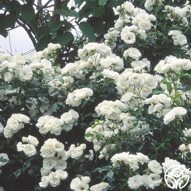 Moonlight 4 Moonlight - Image 2