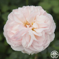 Moonlight In Paris™ 24 Moonlight In Paris™ -Lovely Rose Shop moonlight in paris 2 2