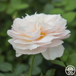 Moonlight In Paris™ 29 Moonlight In Paris™ -Lovely Rose Shop moonlight in paris 3