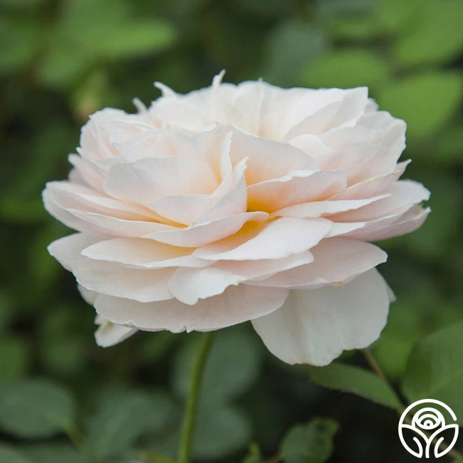 Moonlight In Paris™ 16 Moonlight In Paris™ - Image 14