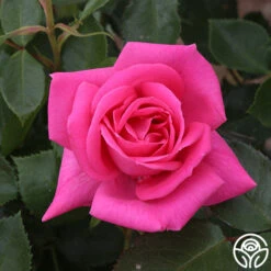 Morning Jewel® -Lovely Rose Shop morning jewel 17