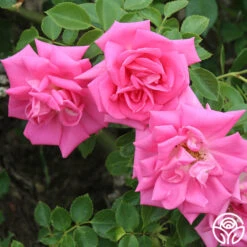 Morning Jewel® -Lovely Rose Shop morning jewel 18