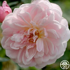 Mary Delany® -Lovely Rose Shop mortimer sackler logo 01