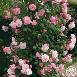 Mary Delany® -Lovely Rose Shop mortimer sackler logo 02