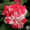 Neil Diamond -Lovely Rose Shop neil diamond 2 8
