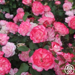 Nicole® -Lovely Rose Shop nicole 1 1