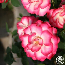 Nicole® -Lovely Rose Shop nicole 4 1 1