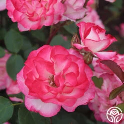 Nicole® -Lovely Rose Shop nicole 5 5