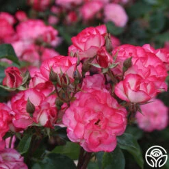 Nicole® -Lovely Rose Shop nicole 7 1