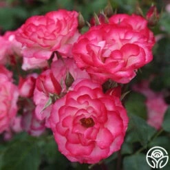 Nicole® -Lovely Rose Shop nicole 8 1