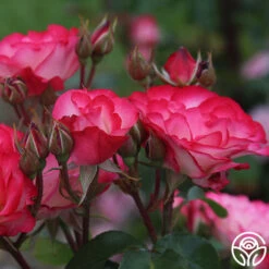 Nicole® -Lovely Rose Shop nicole 9