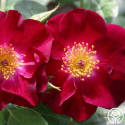 Night Owl™ -Lovely Rose Shop night owl logo 02