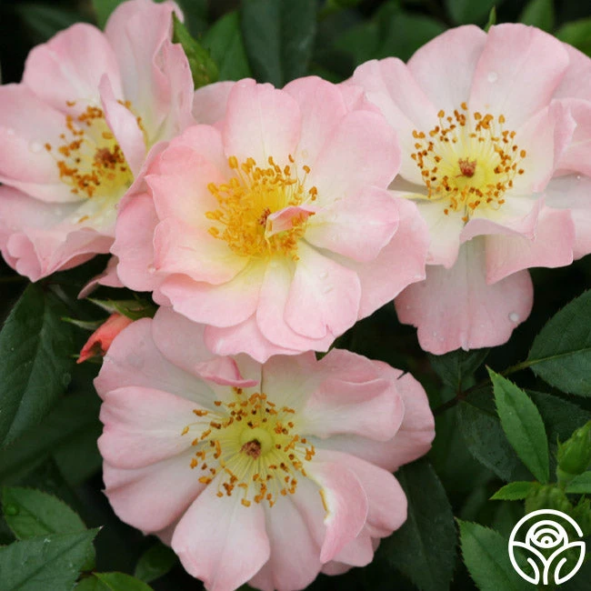 Open Arms 3 Open Arms