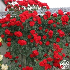 Arborose® Orange Flare™ -Lovely Rose Shop orange flare logo 03