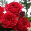 Out Of Rosenheim™ -Lovely Rose Shop out of rosenheim 2