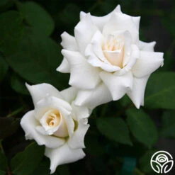 Pascali® -Lovely Rose Shop pascali 1 7