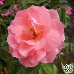 Passionate Kisses® -Lovely Rose Shop passionate kisses 2 1