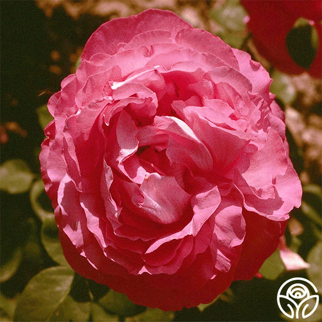 Paul Neyron 4 Paul Neyron - Image 2