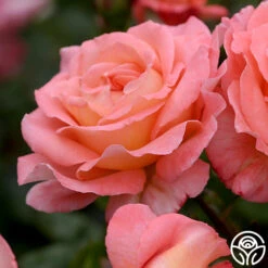 Paul Shirville -Lovely Rose Shop paul shirville 2 1