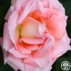 Paul Shirville -Lovely Rose Shop paul shirville 3