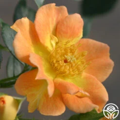 Peachy Creeper -Lovely Rose Shop peachy creeper 1 8