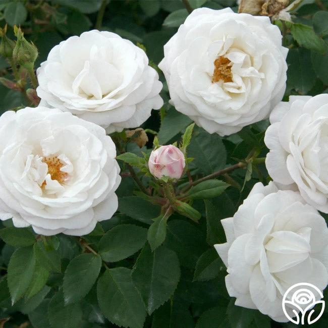 Pearlescent™ 4 Pearlescent™ - Image 2